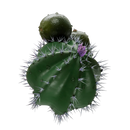 Sapphire Crown Froostyle Hookah Flavor